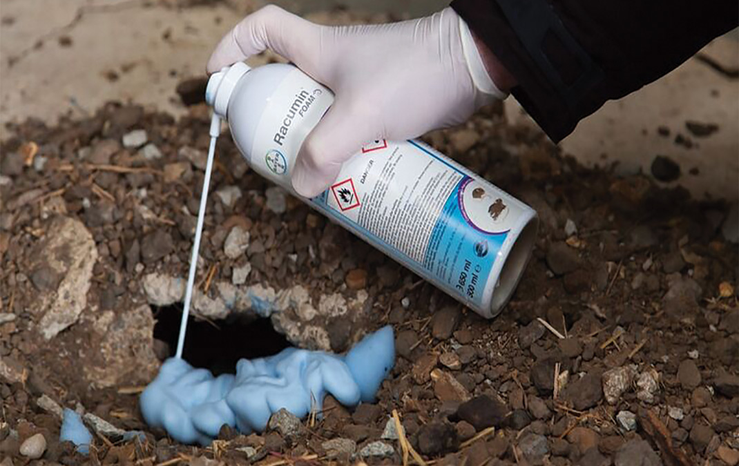 rat infestation solutions - rats in ontario