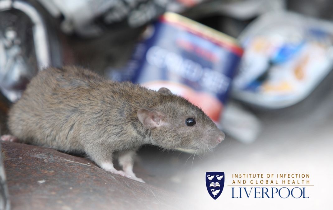 A tale of two rats exploring the role of rats in everyday life Pest