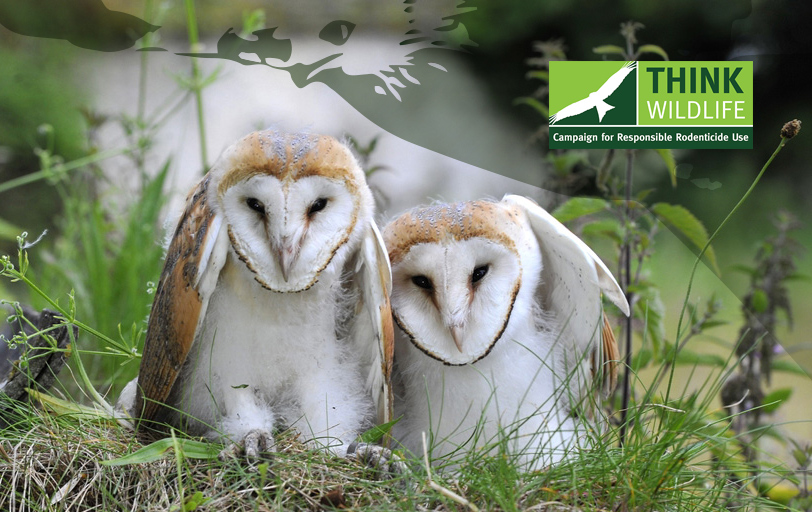 New Crru Study Monitors Uk Barn Owl Breeding Pest Control News