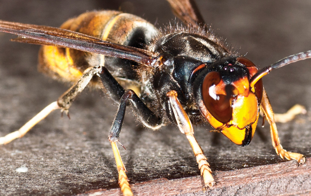 ASIAN HORNET IDENTIFIED IN CORNWALL | Pest Control News