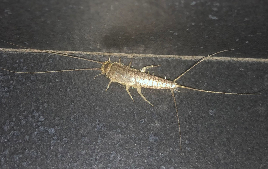 Silverfish by Rone Shavers Silverfish by Rone Shavers